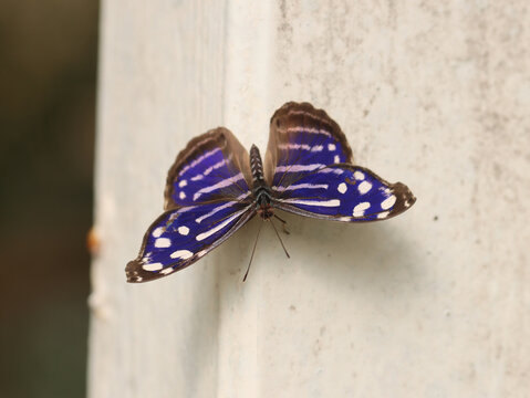 Fleck-Schillerfalter - Whitened bluewing