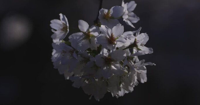 A cherry blossom swinging wind in Japan in spring season close up handheld