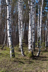 Fotobehang Group of birches in forest clearing, spring time © Vic