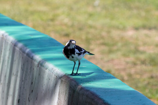 Photograph of a small Australian Murray Magpie standing on a green painted barrier fence in regional Australia