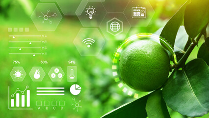 Natural fresh lime with water drops with infographics, Smart farming and precision agriculture 4.0...