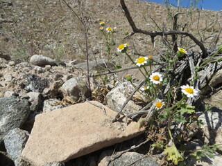 Arizona Yellow and White Desert Wildflower in Spring