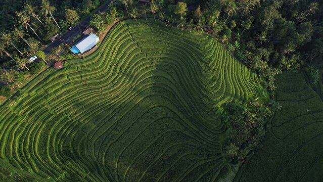 High angle aerial, captivating scene of man-made plantations that form mesmerizing pattern with their belting narrow stripes. These terraces resemble isolines on landscape map