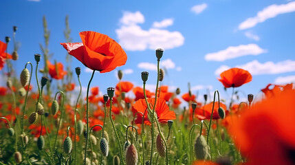 Obraz premium field of poppies and sky.