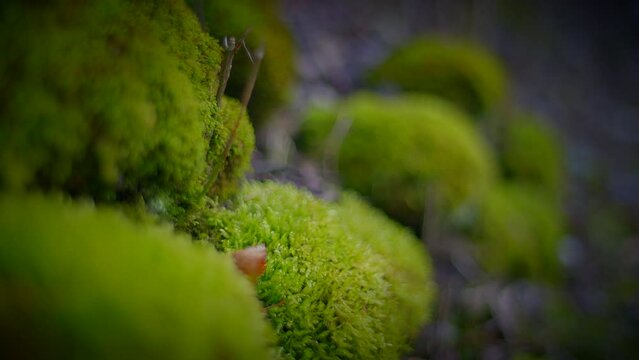 Capture the beauty of moss on rocks and trees in a serene natural landscape
