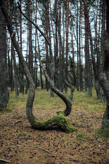 The mysterious forest. Dancing forest, Curonian spit, Kaliningrad region Russia