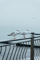 Seagulls on the shore of the Baltic Sea