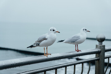 Seagulls on the shore of the Baltic Sea