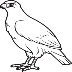 Falcon coloring pages. Falcon bird outline vector for coloring book