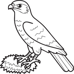 Falcon coloring pages. Falcon bird outline vector for coloring book