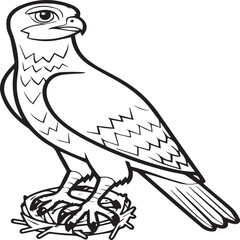 Falcon coloring pages. Falcon bird outline vector for coloring book