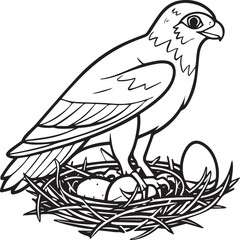 Falcon coloring pages. Falcon bird outline vector for coloring book