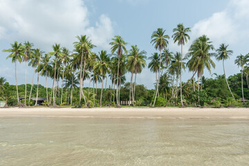 Coconut tree on a tropical island with beautiful beach - 783544124