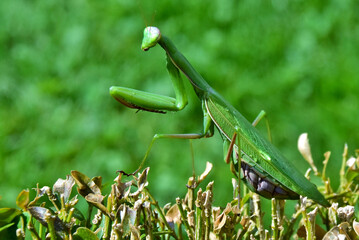 Grüne Gottesanbeterin in Großaufnahme