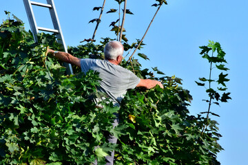 Der Mann auf der Leiter pflegt seinen Ahornbaum