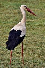 Storch in der grünen Wiese (Nahaufnahme)