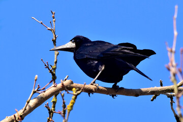 Eine Krähe sitzt vor tiefblauem Himmel auf einem Ast (Großaufnahme)