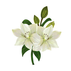 White lily flower illustration on isolated background