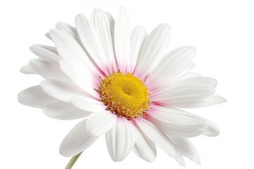 Beautiful white Daisy (Marguerite) with a little pink, isolated on white background, including clipping path. . photo on white isolated background
