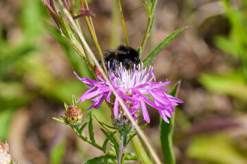 A bee pollinating a purple flower in a field of creeping thistle