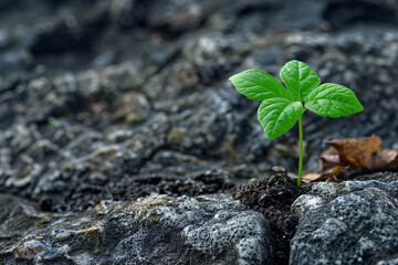 A tiny green sprout pushes through the soil in a sign of new spring life