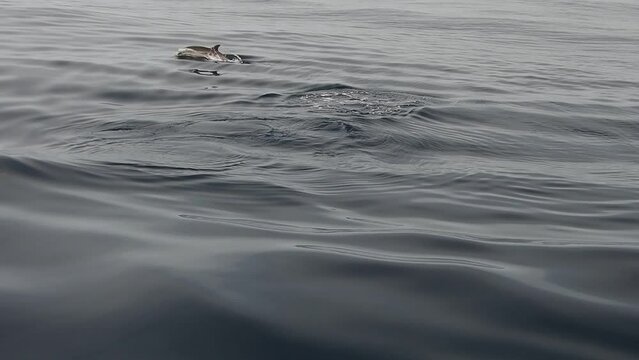 striped dolphins jumping near ship prow slow motion in open ligurian sea 