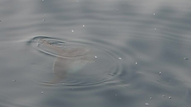 sun fish mola mola near sea surface eating velella velella slow motion