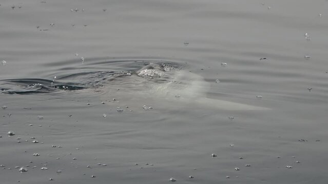 sun fish mola mola near sea surface eating velella velella slow motion
