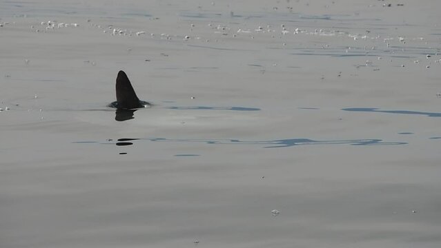 sun fish mola mola near sea surface eating velella velella slow motion