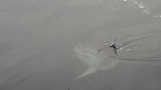 sun fish mola mola near sea surface eating velella velella slow motion