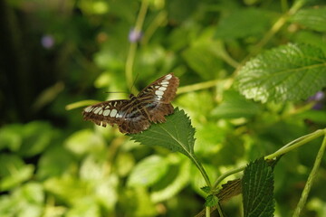 Beautiful live Butterfly in garden