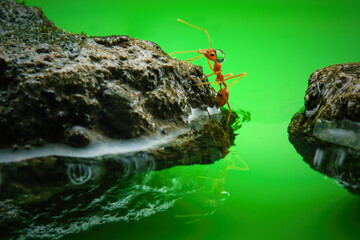 Ants are trying to cross over the water
