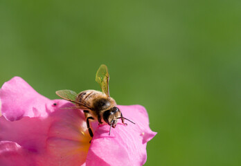Macro close up of honey bee on pink flower in San Francisco