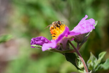 Close up of honey bee on purple flower