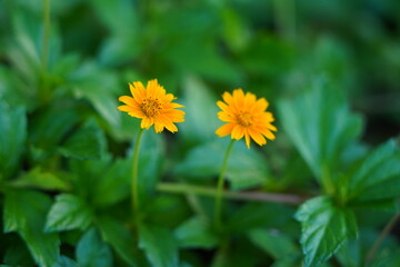 Two yellow flowers can brighten up any room or garden! Yellow often symbolizes happiness, friendship, and positivity. - obrazy, fototapety, plakaty