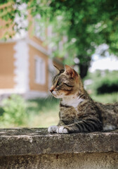 Cute cat on the street © Cavan