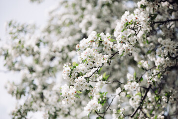 Branches of a Spring Snow Flowering Crabapple Tree in Full Bloom