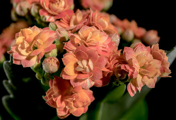 Orange kalanchoe flowers on a black background