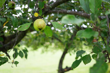 Leafy Branches Of An Apple Tree With A Single Unripe Green Apple