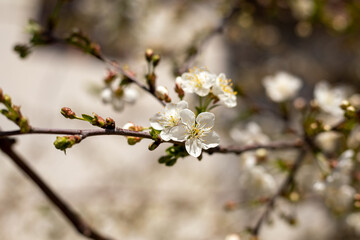 A branch with white flowers on it