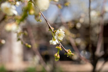 A close up of a white flower on a tree branch