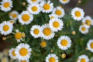 Fototapeta premium A bunch of white and yellow flowers with yellow centers