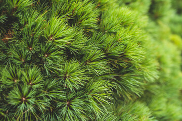 Feel With Your Eyes The Pine Tree Texture