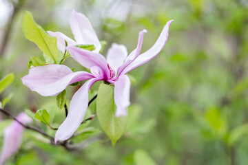 A Pink Magnolia Flower in Bloom