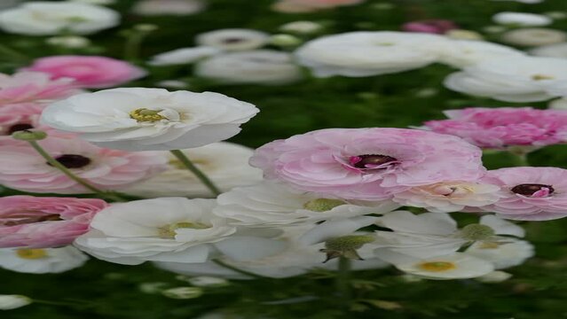 Video of pink and white ranunculus flowers