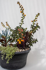 A diverse array of blooming succulents creates a captivating ind