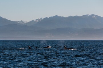 Orca pod spouting water with mountain backdrop in the Puget Sound