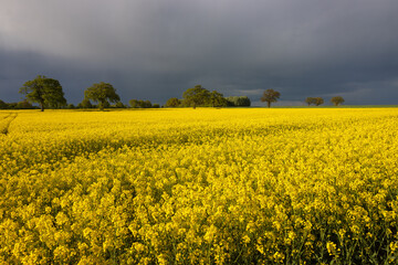 Raps Feld in gelber Blüte im April mit Regen Wolken.