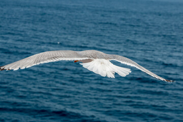 Fototapeta na wymiar Seagull in flight over the sea in Greece.