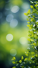 nature landscape green leaves